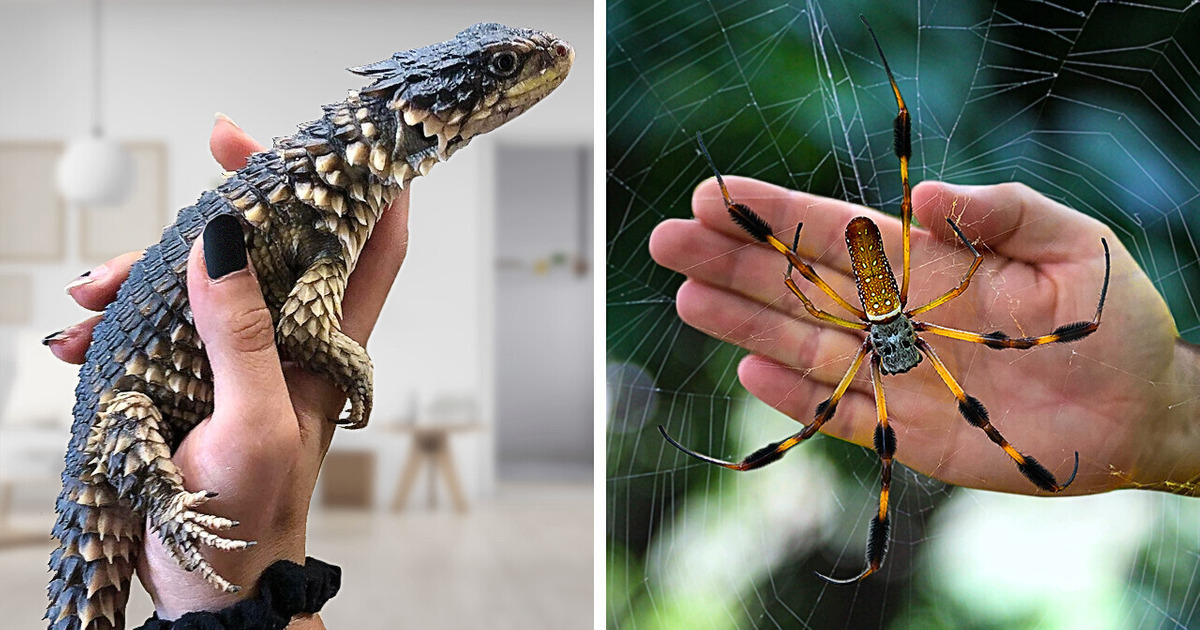 11 Animaux de Compagnie Vraiment Inattendus