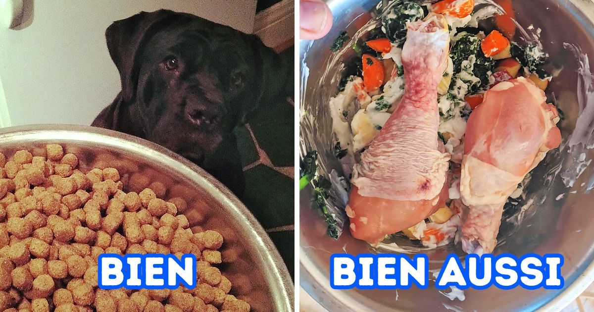 Quels sont les bienfaits d’une alimentation naturelle pour ton chien