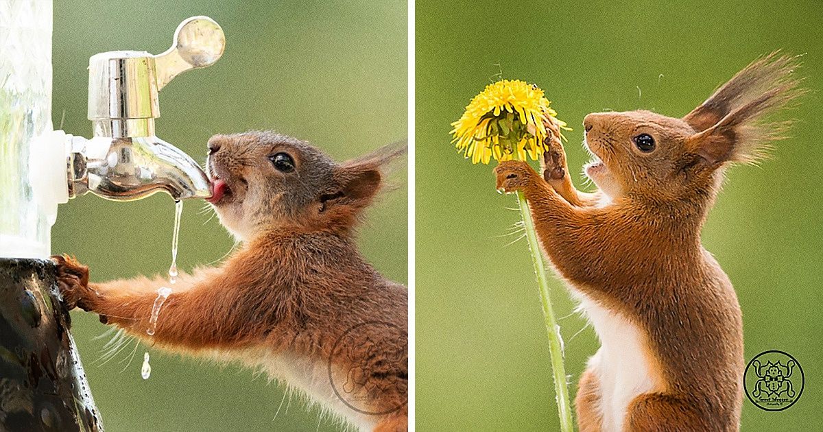 Ce photographe consacre sa vie à la capture d’images d’écureuils, et il est devenu leur meilleur ami Ce photographe consacre sa vie à la capture d’images d’écureuils, et il est devenu leur meilleur ami