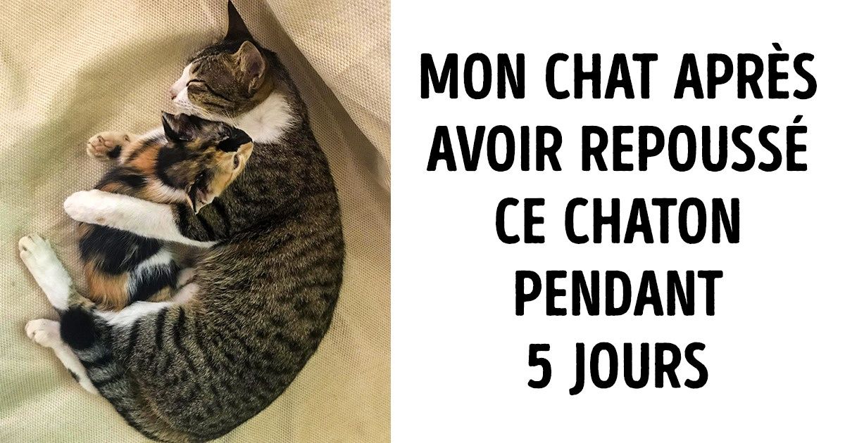 20 Internautes ont partagé des photos montrant à quel point leurs chats sont mignons, et nous validons totalement 20 Internautes ont partagé des photos montrant à quel point leurs chats sont mignons, et nous validons totalement