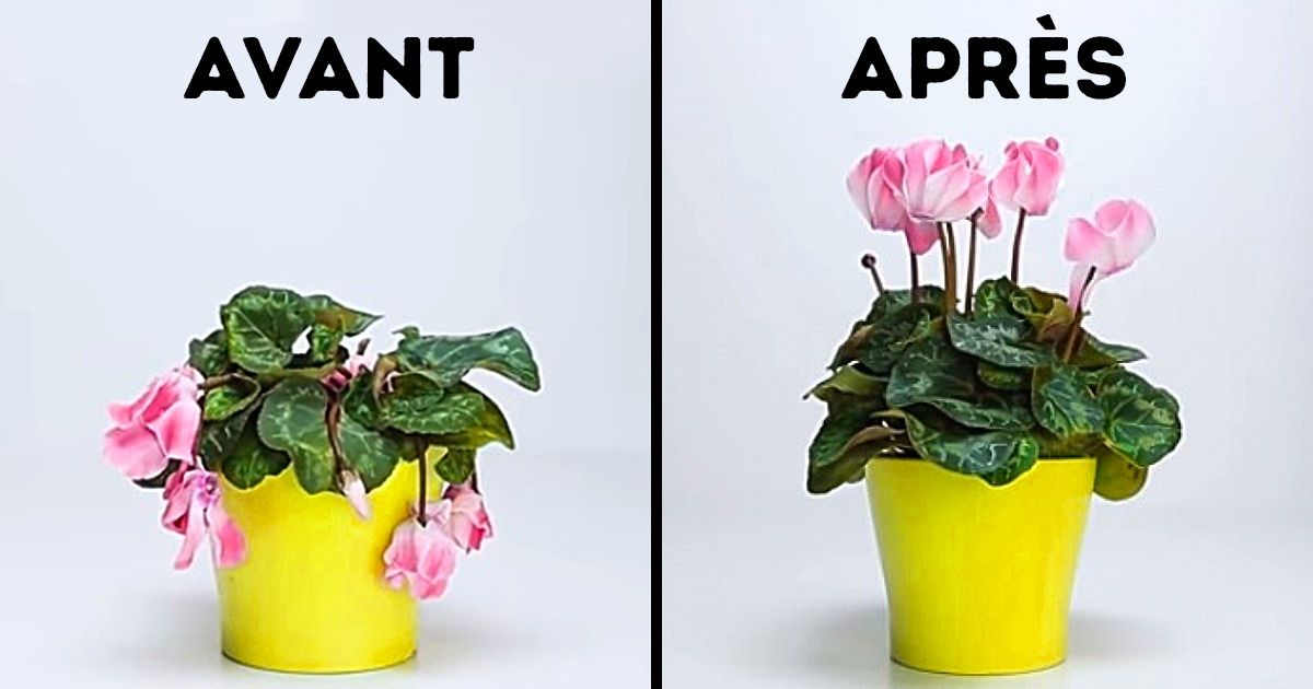 11 Plantes pour réaliser ton propre potager et quelques astuces pour l’entretenir