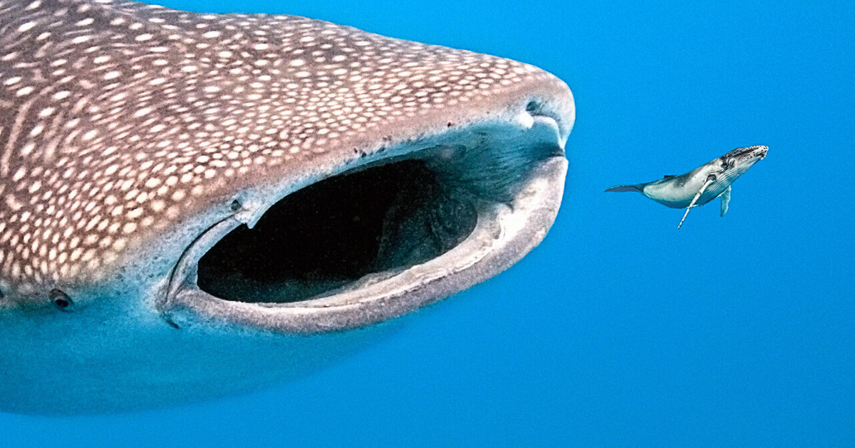 Une Créature Bien Plus Grosse que le Mégalodon Une Créature Bien Plus Grosse que le Mégalodon