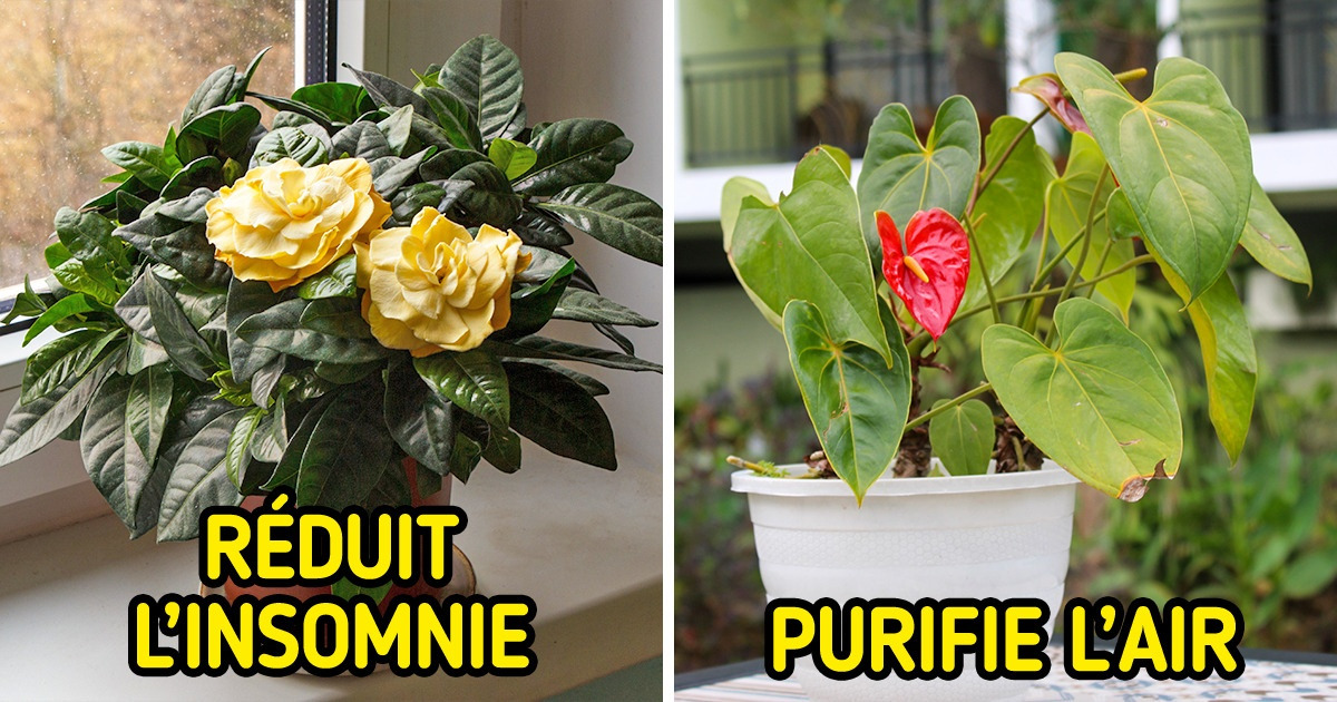 10 Plantes que tout le monde devrait avoir chez soi et qui peuvent améliorer notre santé