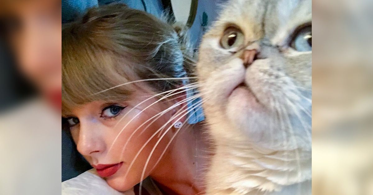 Une étude a révélé que les chats reconnaissent leurs noms, mais qu’ils choisissent de nous ignorer Une étude a révélé que les chats reconnaissent leurs noms, mais qu’ils choisissent de nous ignorer