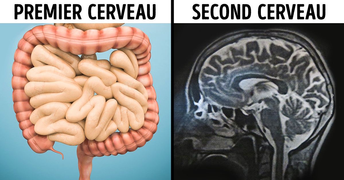 14 Informations sur notre cerveau qu’il est difficile de croire (Oui, le cœur peut changer de forme)