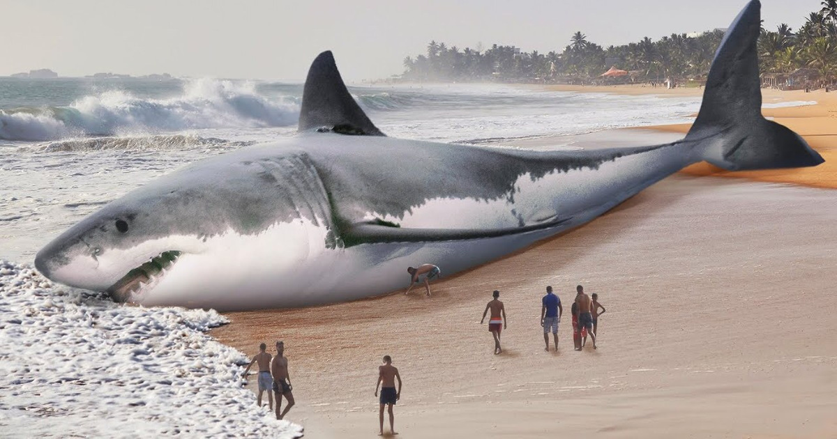 Comment le grand requin blanc a-t-il fait disparaître le mégalodon ? Comment le grand requin blanc a-t-il fait disparaître le mégalodon ?