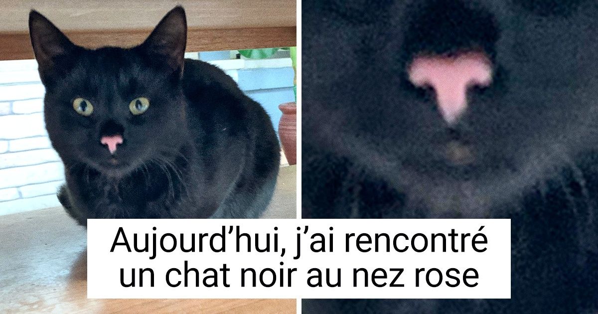 20 Animaux auxquels Dame Nature a fait un véritable cadeau