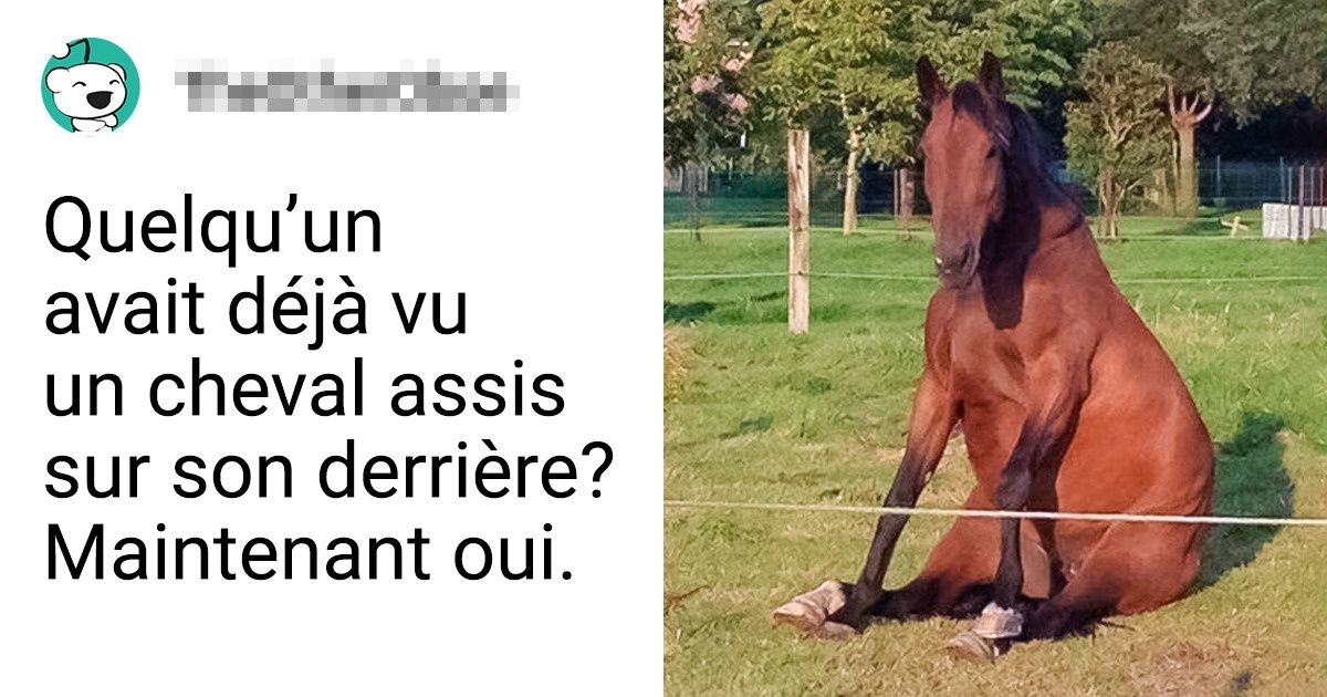 15+ Chevaux qui savent mettre en avant leur beauté pour poser devant l’objectif