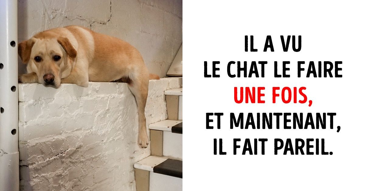 20 Photos qui prouvent que nos animaux sont les meilleurs pour nous faire rire