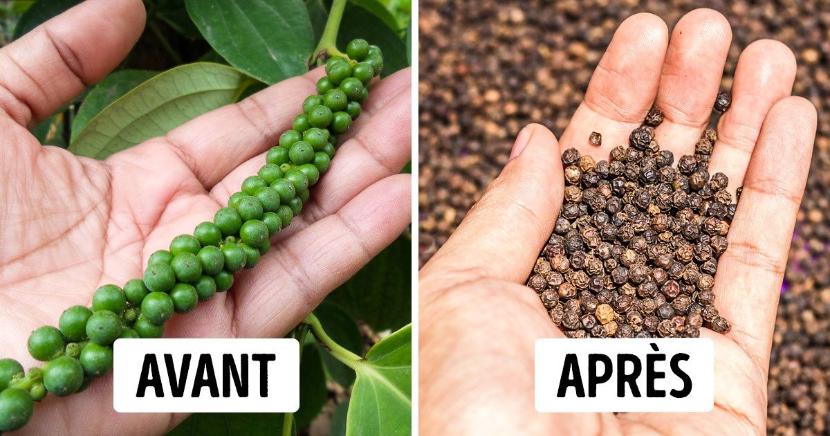 À quoi ressemblent tes épices favorites avant de finir à l’épicerie À quoi ressemblent tes épices favorites avant de finir à l’épicerie