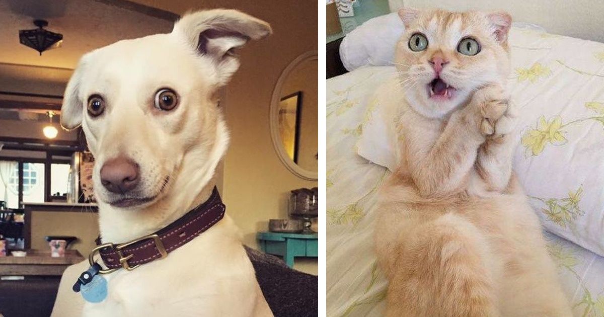 20 Animaux si émotionnels qu’ils pourraient faire une carrière d’acteurs 20 Animaux si émotionnels qu’ils pourraient faire une carrière d’acteurs