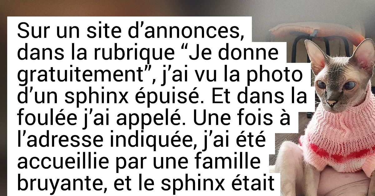 Une fille qui a consacré les 12 dernières années de sa vie aux chats, nous aide à distinguer qui est qui dans cet univers de peluches