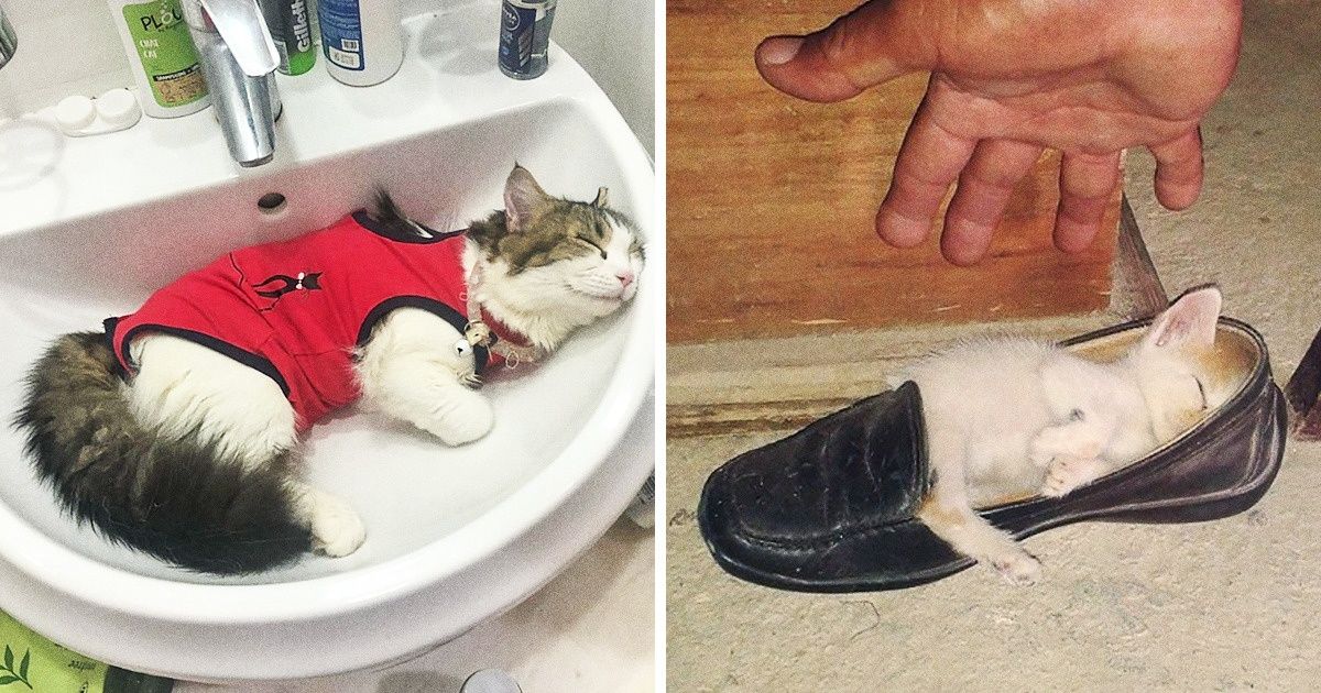 20 Chats qui n’ont pas réussi à rester éveillés une seconde de plus 20 Chats qui n’ont pas réussi à rester éveillés une seconde de plus