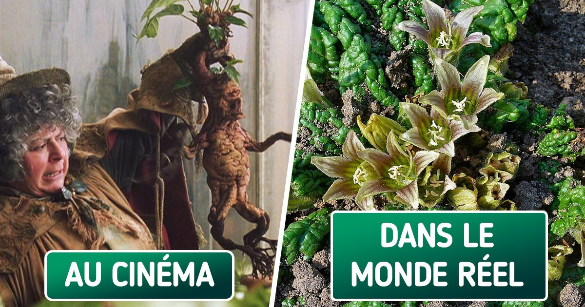 10 Détails de l’univers Harry Potter inspirés du monde réel