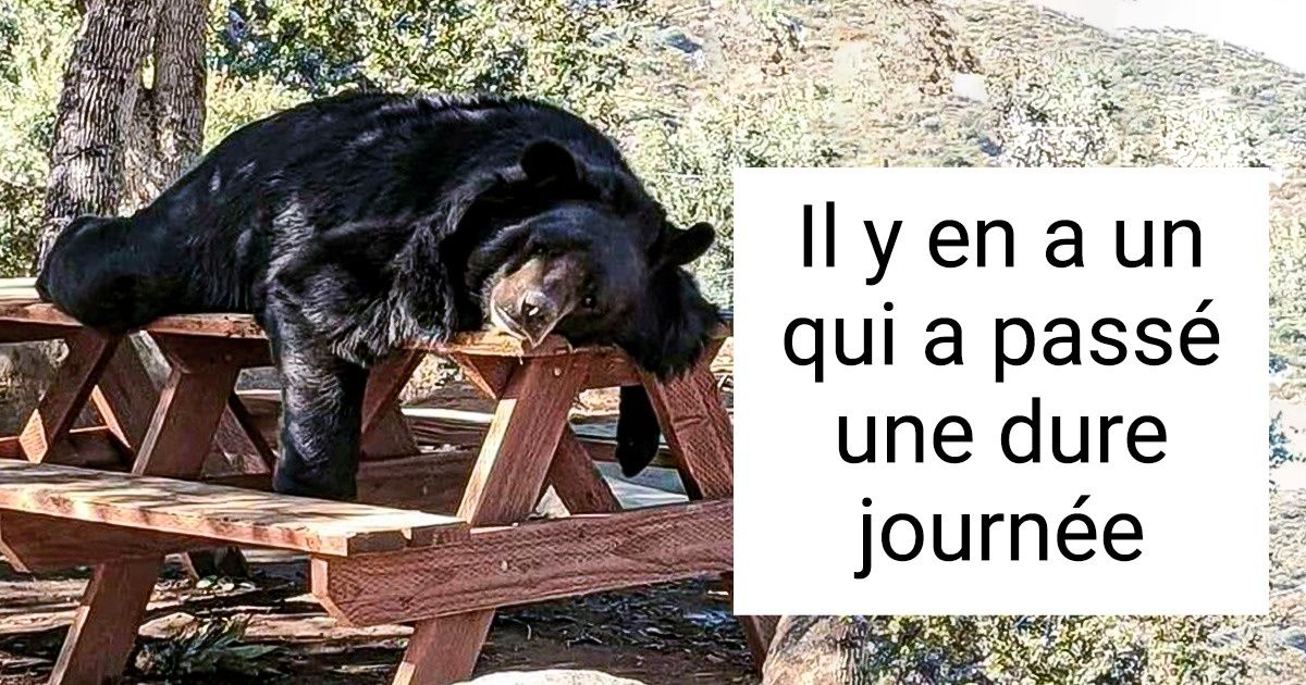 22 Photos qui prouvent que les animaux ne sont finalement que des humains avec de la fourrure