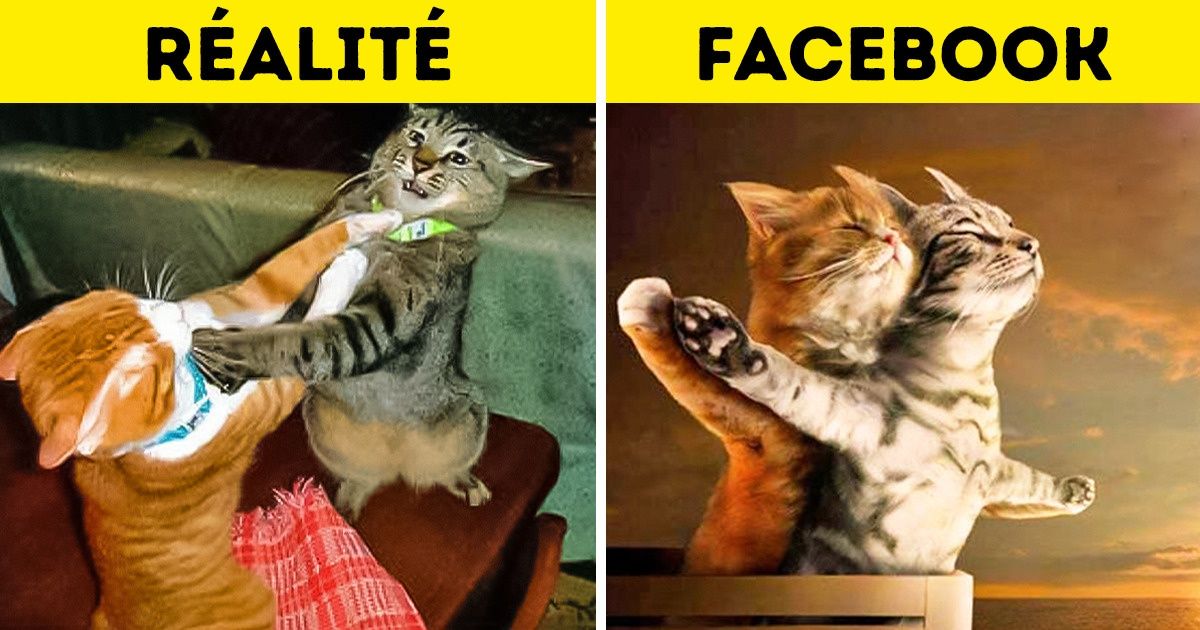 16 Photos rigolotes montrant les mensonges que nous racontons tous sur les réseaux sociaux 16 Photos rigolotes montrant les mensonges que nous racontons tous sur les réseaux sociaux
