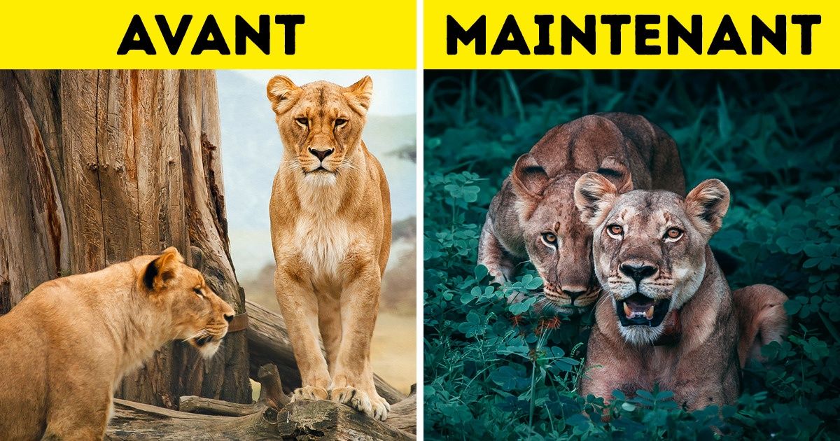 D’après une étude, les animaux sauvages se mettent à vivre la nuit afin d’éviter les humains D’après une étude, les animaux sauvages se mettent à vivre la nuit afin d’éviter les humains