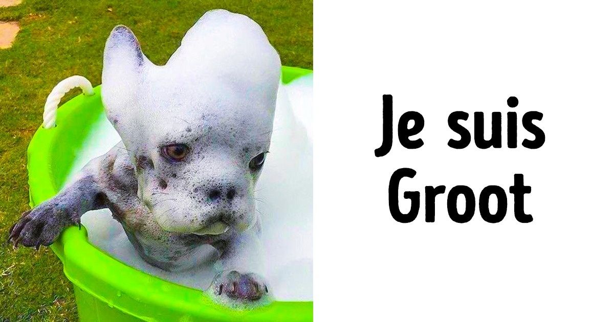 Ces 17 animaux géniaux sont de véritables maîtres de la transformation