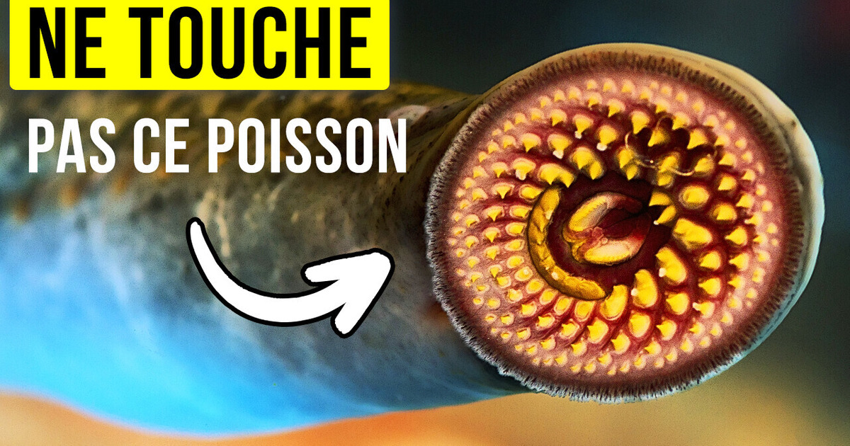 Ces créatures sont les plus grands survivants de l’évolution Ces créatures sont les plus grands survivants de l’évolution