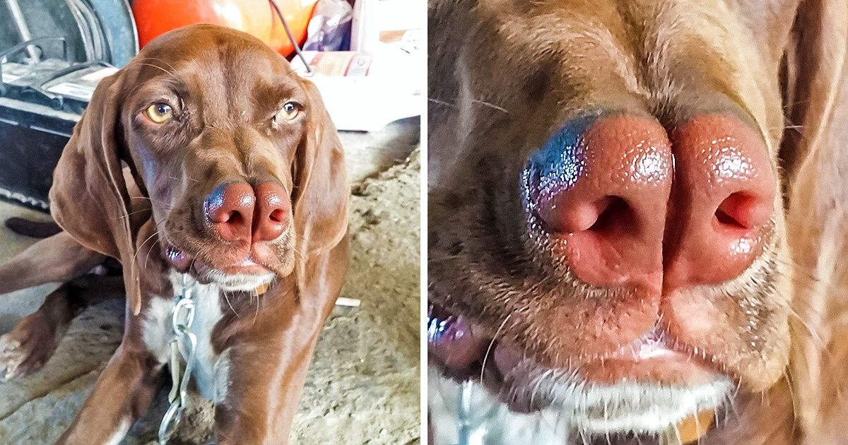 10 Races de chiens rares dont tu ignorais l’existence 10 Races de chiens rares dont tu ignorais l’existence