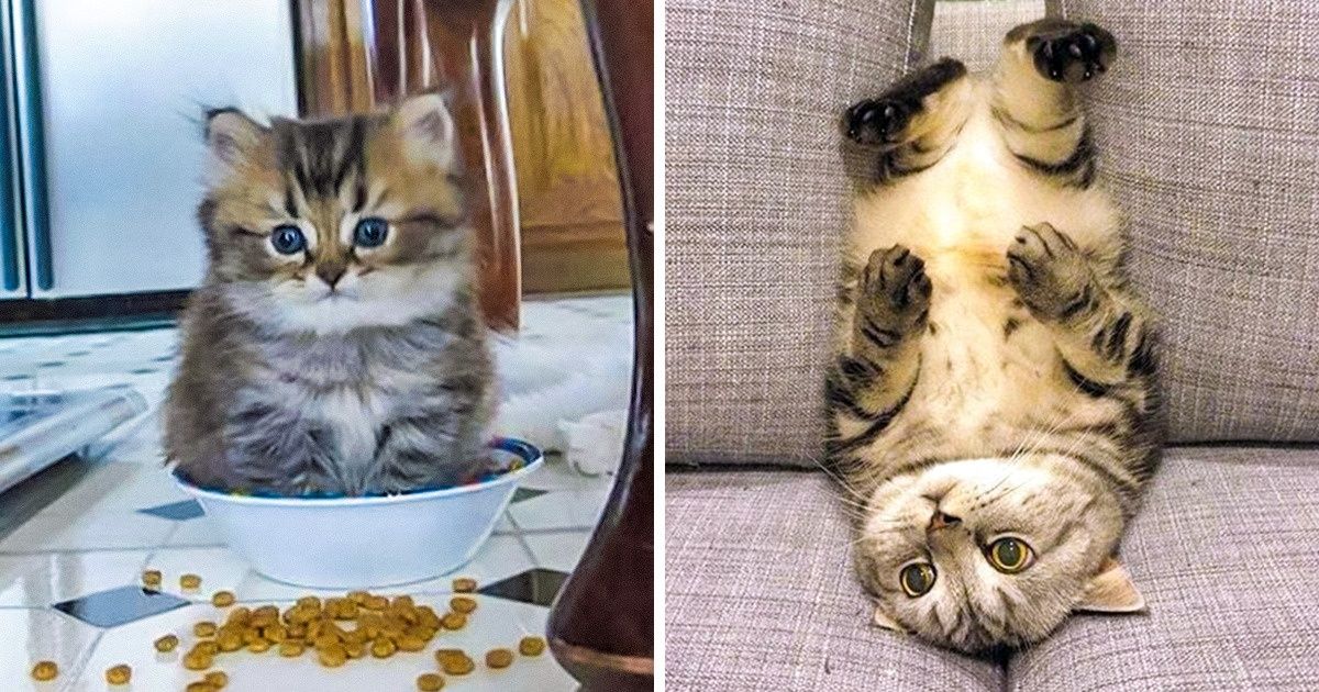 23 Chats espiègles qui nous ont littéralement fait fondre le cœur