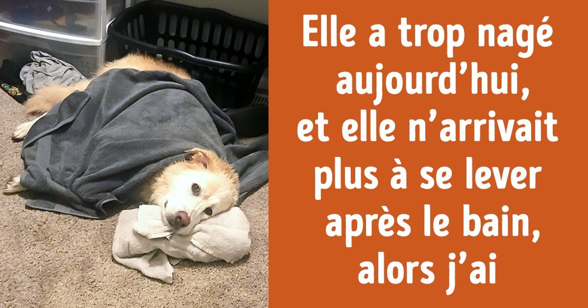 15 Animaux qui ont choisi un endroit original pour faire la sieste