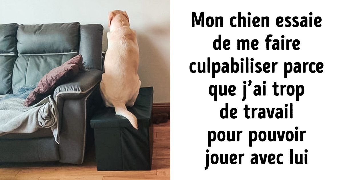 17 Animaux de compagnie qui pourraient obtenir un premier rôle au cinéma pour leurs talents d’acteurs