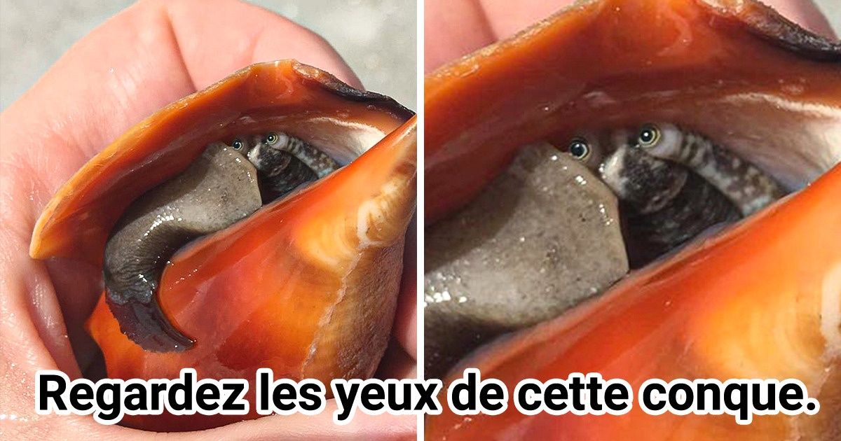 14 Personnes qui ont vu quelque chose de rare et qui ont souhaité partager leurs trouvailles avec le reste des internautes 14 Personnes qui ont vu quelque chose de rare et qui ont souhaité partager leurs trouvailles avec le reste des internautes