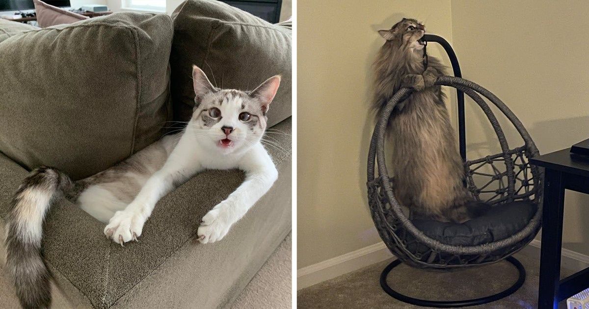 20 Chats qui ont laissé leur agilité de côté pour nous offrir un parfait instant de maladresse