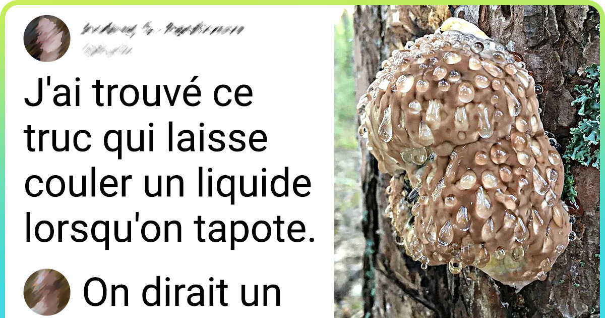 16 Objets à l’aspect peu commun que des savants internautes ont pu identifier