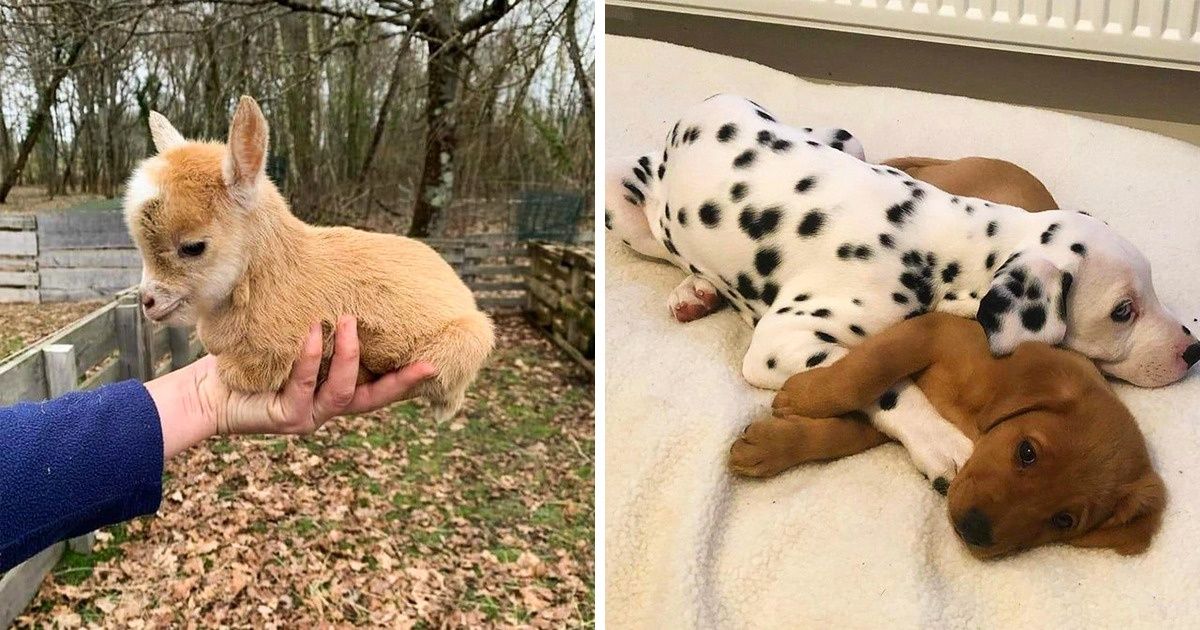 21 Bébés animaux que la nature a dotés de tout ce qu’il faut pour nous émouvoir