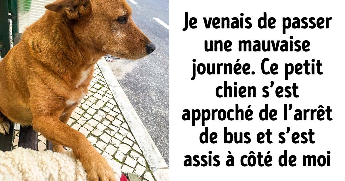 25+ photos avec des animaux qui vont te réchauffer le cœur
