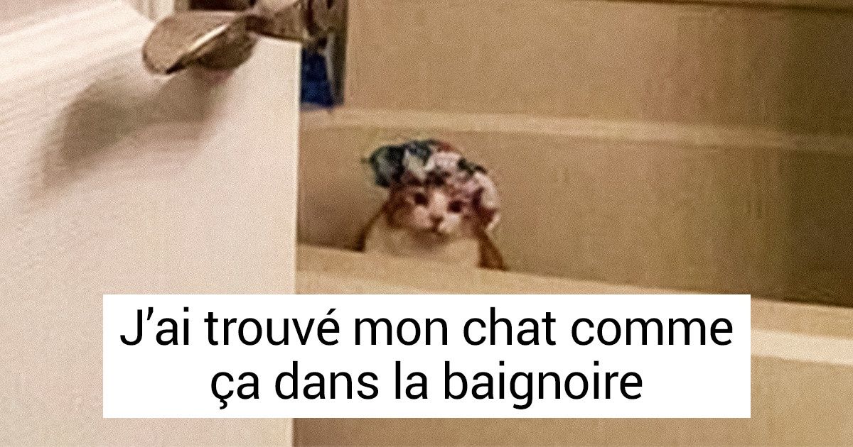 23 Personnes qui se sont réincarnées en animal mais qui l’ont oublié
