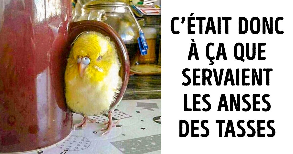 20 Animaux imprévisibles qui se sont même surpris eux-mêmes