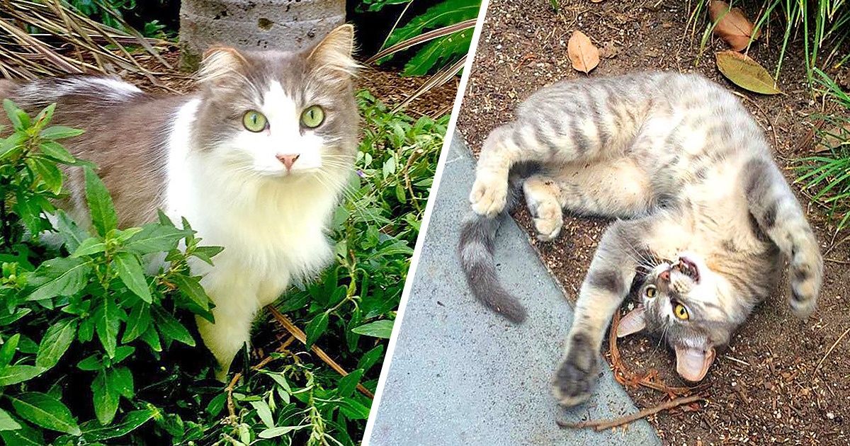 Voici l’armée de chats qui protège Disneyland de tous types de rongeurs Voici l’armée de chats qui protège Disneyland de tous types de rongeurs