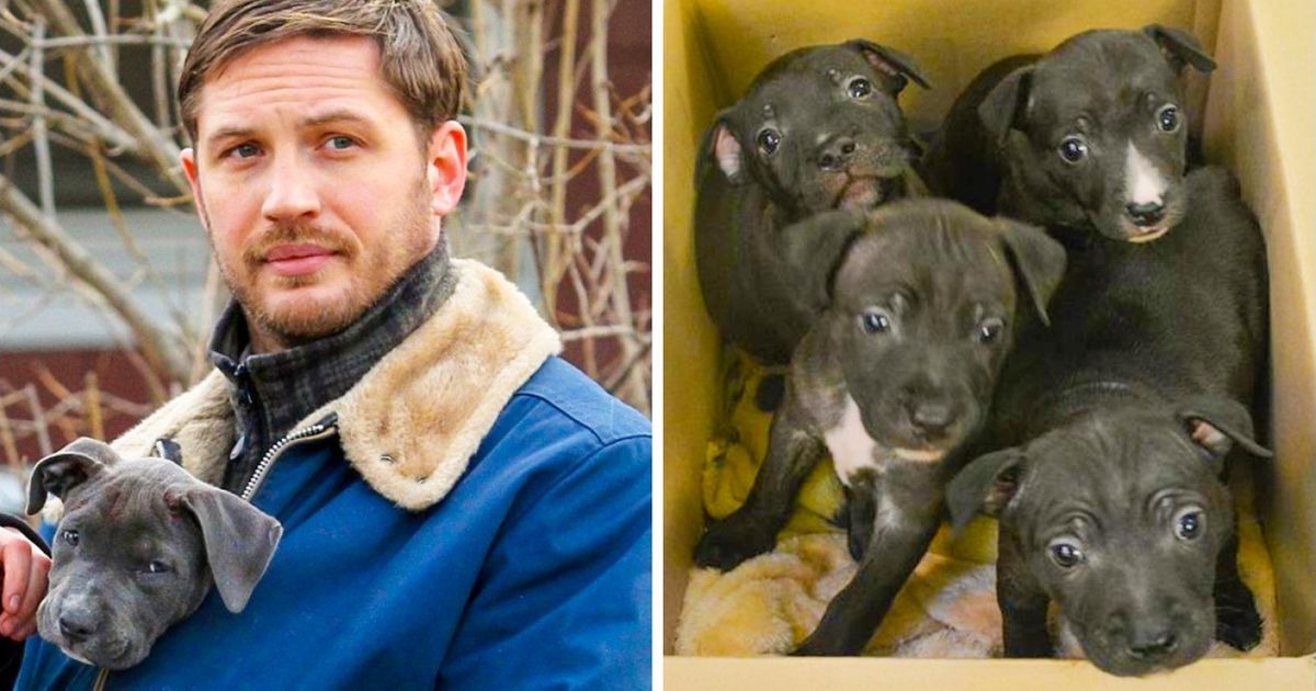 Grâce à l’acteur Tom Hardy, ces 4 chiots abandonnés ont tous trouvé une nouvelle famille