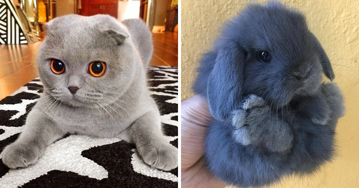 21 Animaux tout doux qui sont plus mignons qu’un ourson en peluche ! 21 Animaux tout doux qui sont plus mignons qu’un ourson en peluche !