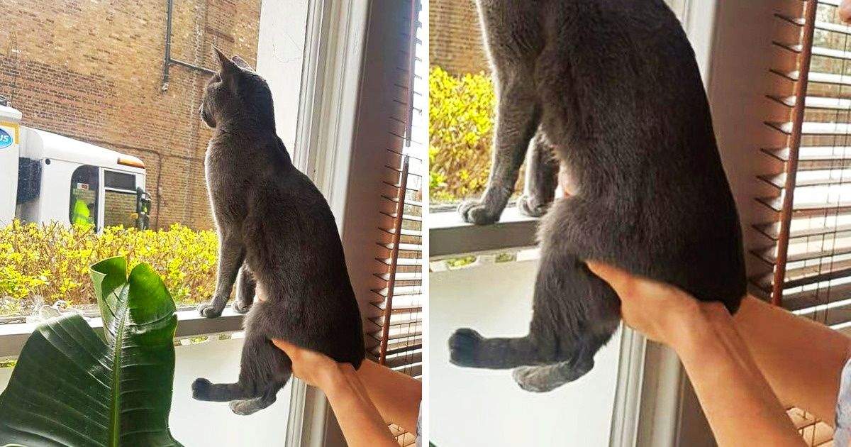 20+ Chats beaucoup trop gâtés qui sont arrivés à faire tout ce qu’ils veulent de leurs maîtres, sans aucun remords