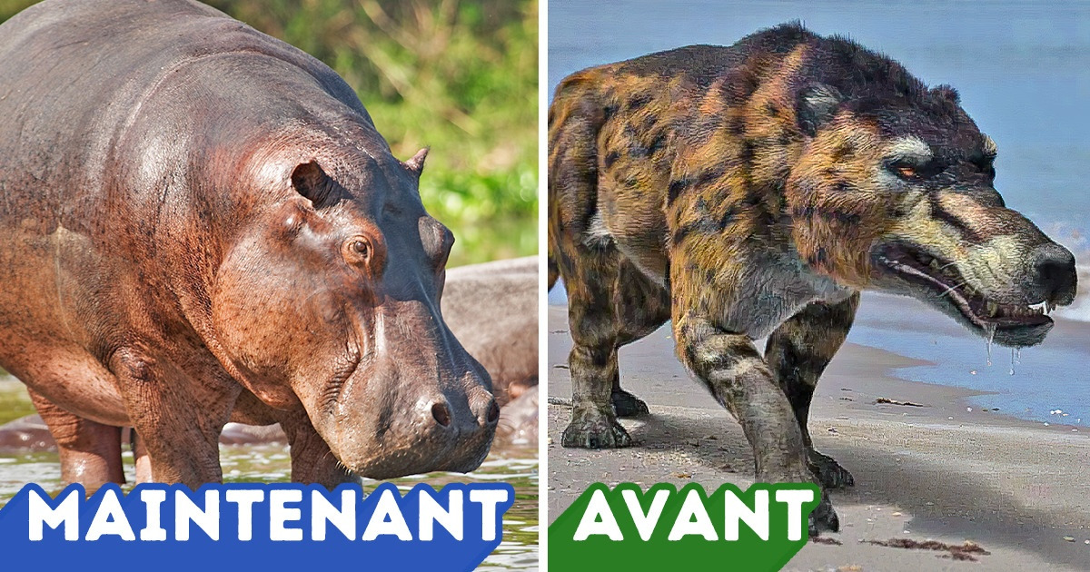 11+ Animaux de notre époque qui ne ressemblent plus du tout à leurs ancêtres 11+ Animaux de notre époque qui ne ressemblent plus du tout à leurs ancêtres