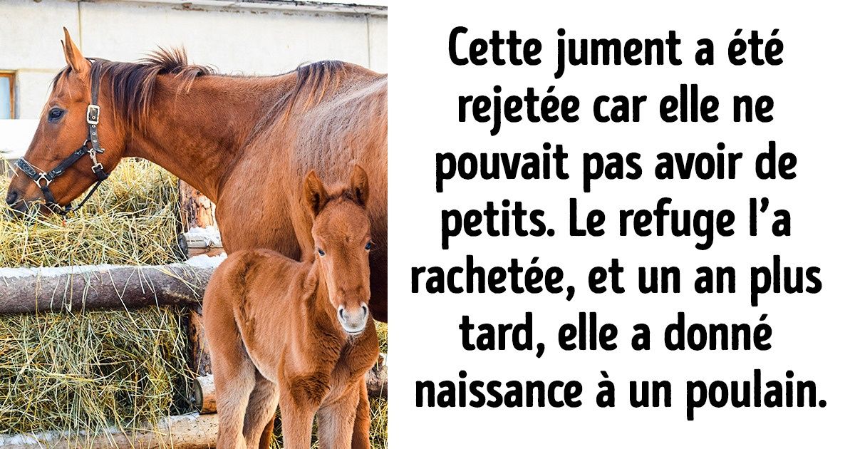 Une jeune femme rachète les chevaux qui sont devenus des fardeaux pour leurs propriétaires Une jeune femme rachète les chevaux qui sont devenus des fardeaux pour leurs propriétaires