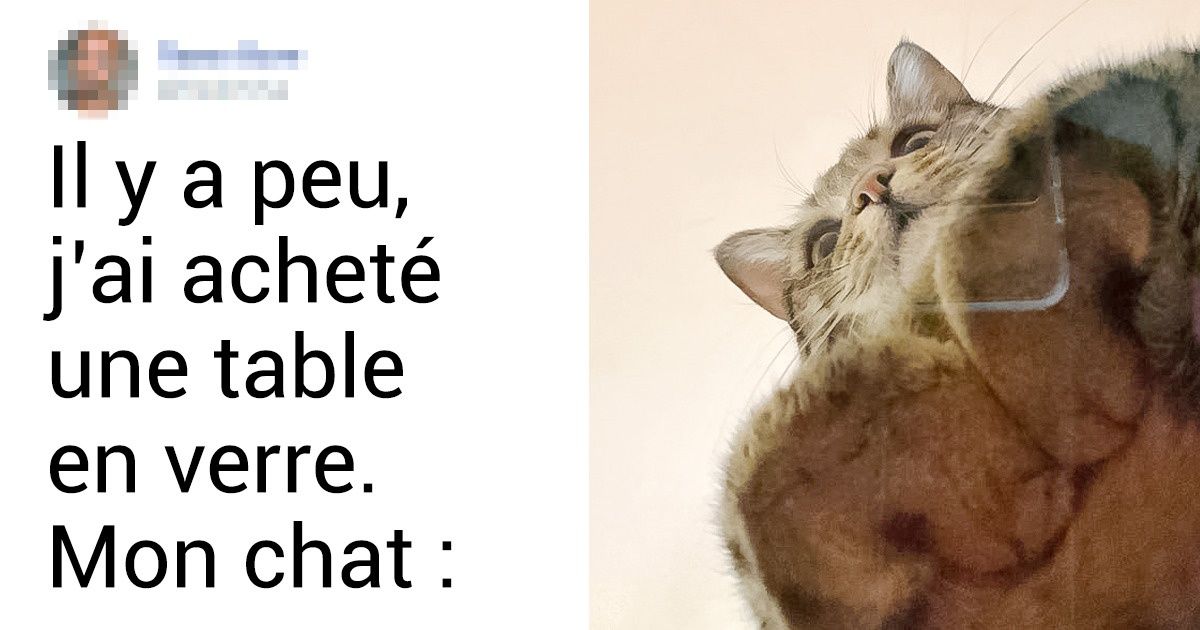 20+ Chats qui ne ratent pas l’occasion de s’installer confortablement