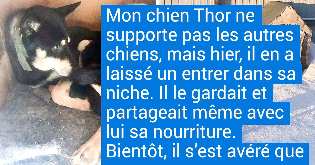 18 Animaux de compagnie fidèles qui trouveront dans leur cœur de la place pour chacun d’entre nous