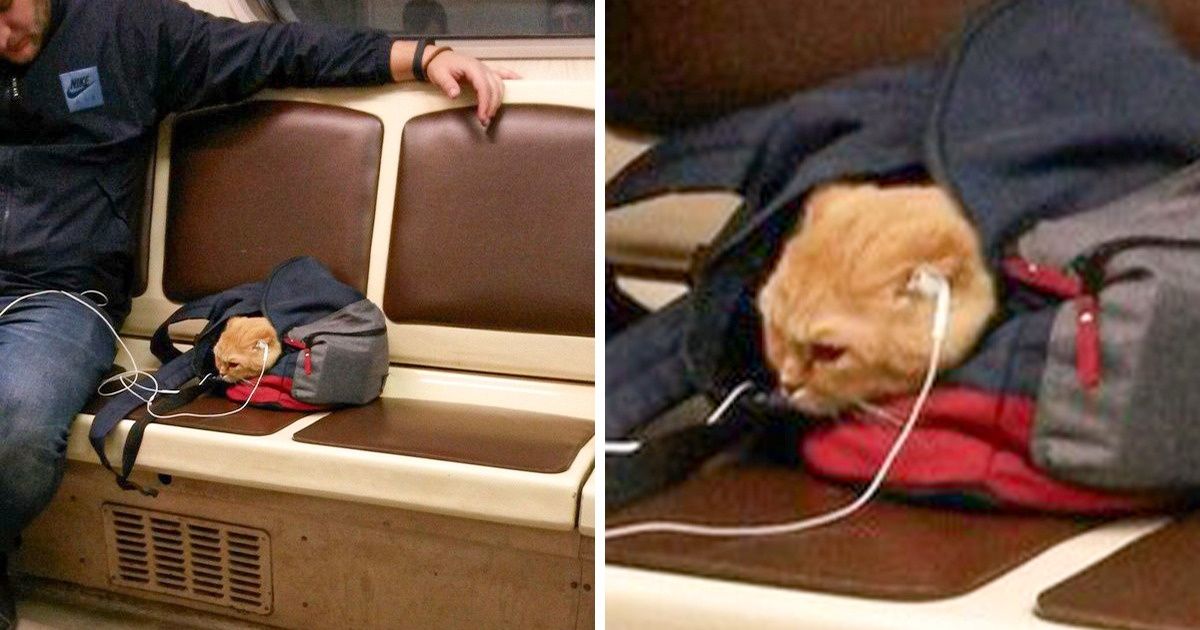 19 Liens homme-animal qui valent leur pesant d’or 19 Liens homme-animal qui valent leur pesant d’or