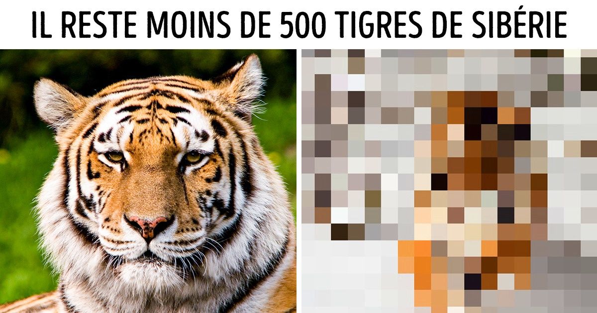 Un utilisateur d’Imgur a représenté sous forme de pixels les espèces animales qui sont en voie d’extinction