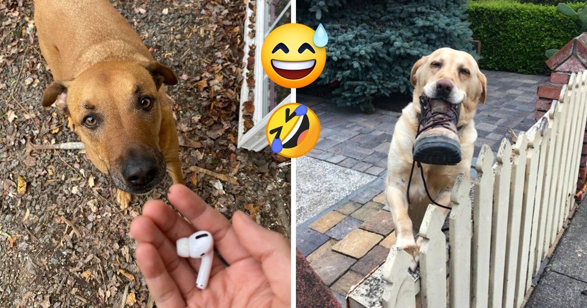16 Animaux qui ont décidé d’apporter des cadeaux inespérés à leurs propriétaires
