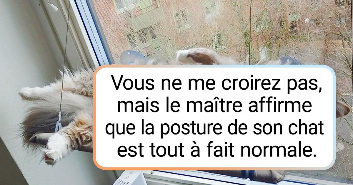 20+ Animaux pris en photo dans une position improbable