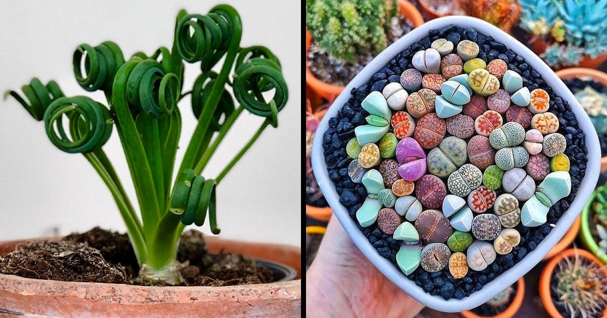 18 Plantes qui peuvent égayer ton intérieur grâce à leur aspect fantaisiste