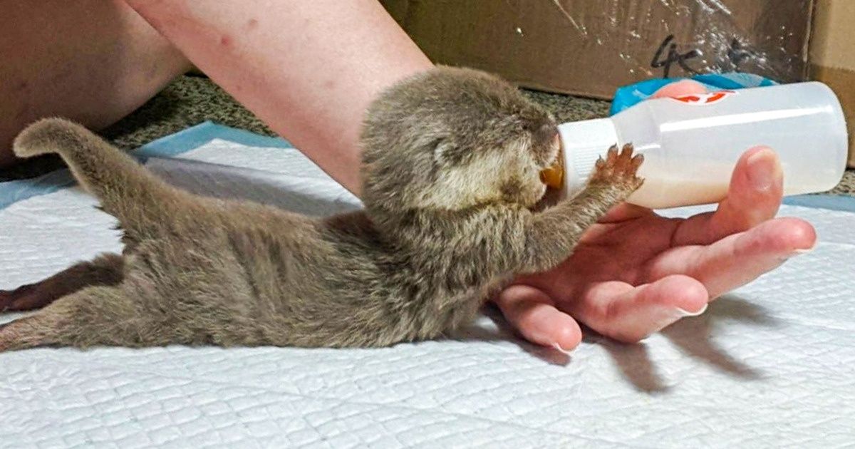 25 Animaux mignons qui te feront fondre