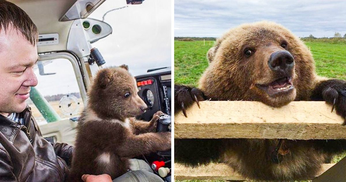 Des pilotes russes ont adopté un ours incapable de vivre seul dans la nature, et il s’est habitué à vivre à l’aéroport Des pilotes russes ont adopté un ours incapable de vivre seul dans la nature, et il s’est habitué à vivre à l’aéroport
