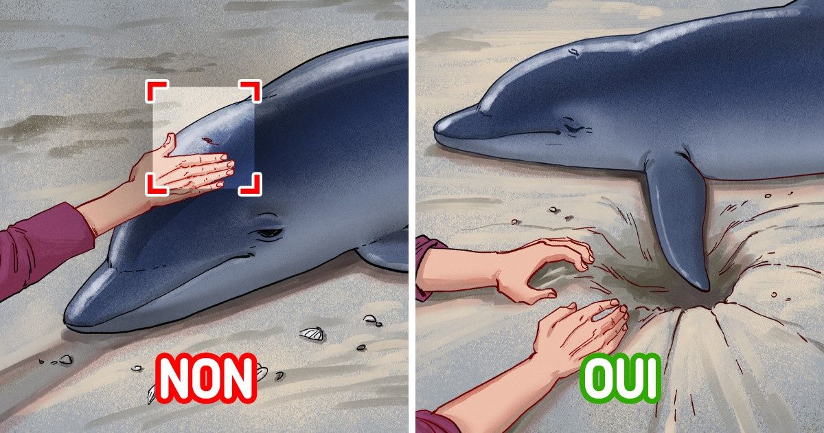 Comment sauver 7 types d’animaux blessés : étapes cruciales